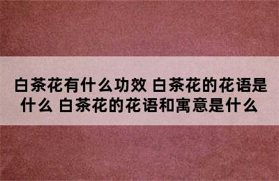 白茶花有什么功效 白茶花的花语是什么 白茶花的花语和寓意是什么